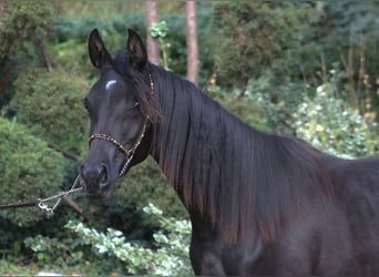 Vollblutaraber, Stute, 1 Jahr, 157 cm, Rappe
