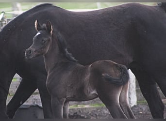 Vollblutaraber, Stute, 1 Jahr, 157 cm, Rappe