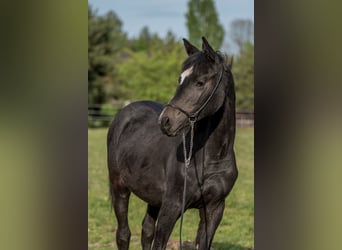 Vollblutaraber, Stute, 1 Jahr, 158 cm, Dunkelbrauner