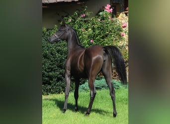 Vollblutaraber, Stute, 1 Jahr, 160 cm, Rappe