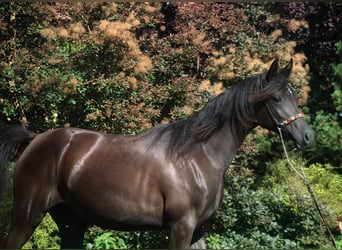 Vollblutaraber, Stute, 1 Jahr, 160 cm, Rappe