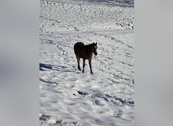 Vollblutaraber, Stute, 1 Jahr, Brauner