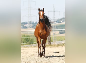 Vollblutaraber, Stute, 1 Jahr, Brauner