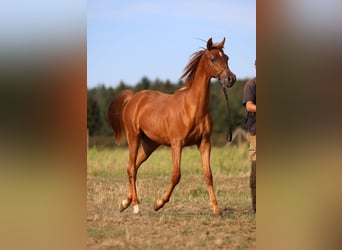 Vollblutaraber, Stute, 1 Jahr, Fuchs