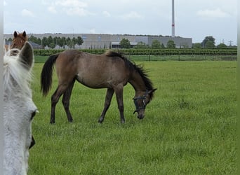 Vollblutaraber, Stute, 1 Jahr, Roan-Bay