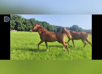 Vollblutaraber, Stute, 21 Jahre, 158 cm, Fuchs