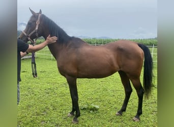 Vollblutaraber, Stute, 22 Jahre, 160 cm, Brauner