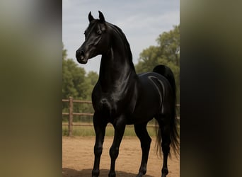 Vollblutaraber, Stute, 24 Jahre, 150 cm, Brauner