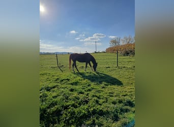 Vollblutaraber, Stute, 24 Jahre, Dunkelfuchs