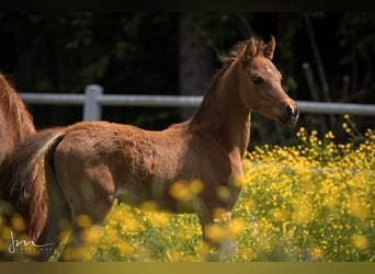 Vollblutaraber, Stute, 2 Jahre, 132 cm, Brauner