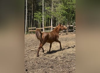 Vollblutaraber, Stute, 2 Jahre, 141 cm, Fuchs