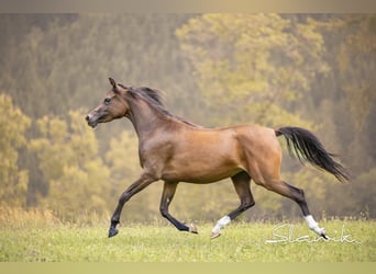 Vollblutaraber, Stute, 2 Jahre, 150 cm, Brauner