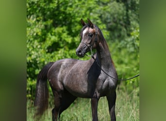 Vollblutaraber, Stute, 2 Jahre, 150 cm, Schimmel