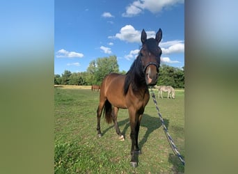 Vollblutaraber, Stute, 2 Jahre, 152 cm