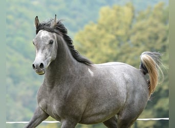 Vollblutaraber, Stute, 2 Jahre, 152 cm, Schimmel