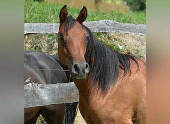 Vollblutaraber, Stute, 2 Jahre, 153 cm, Rotbrauner