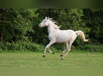 Vollblutaraber, Stute, 2 Jahre, 153 cm, White
