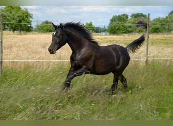 Vollblutaraber, Stute, 2 Jahre, 154 cm, Rappe