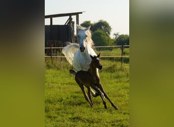 Vollblutaraber, Stute, 2 Jahre, 154 cm, Rappe