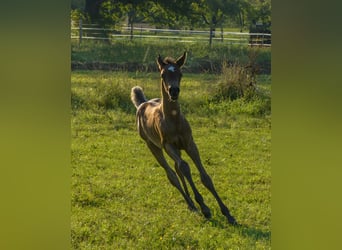 Vollblutaraber, Stute, 2 Jahre, 154 cm, Rappe