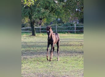 Vollblutaraber, Stute, 2 Jahre, 154 cm, Rappe