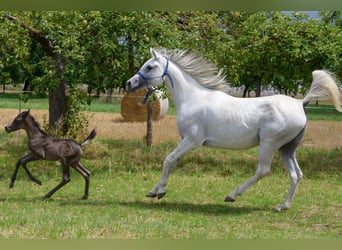 Vollblutaraber, Stute, 2 Jahre, 154 cm, Rappe