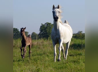 Vollblutaraber, Stute, 2 Jahre, 154 cm, Rappe