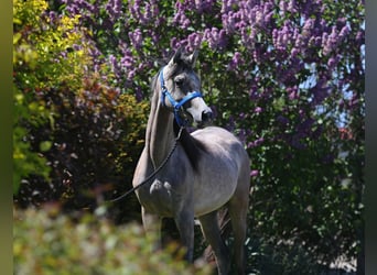 Vollblutaraber, Stute, 2 Jahre, 154 cm, Schimmel