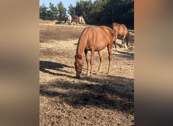 Vollblutaraber, Stute, 2 Jahre, 155 cm, Fuchs