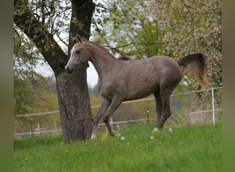 Vollblutaraber, Stute, 2 Jahre, 155 cm, Schimmel