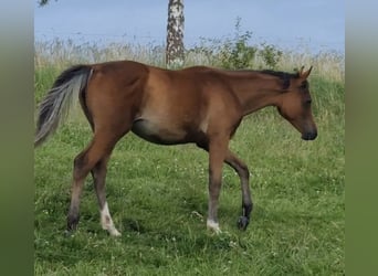 Vollblutaraber, Stute, 2 Jahre, 156 cm, Brauner