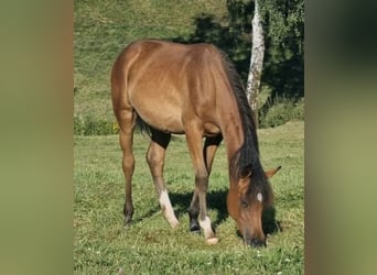 Vollblutaraber, Stute, 2 Jahre, 156 cm, Brauner