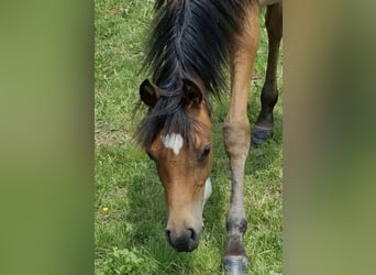 Vollblutaraber, Stute, 2 Jahre, 156 cm, Brauner