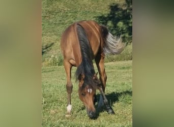 Vollblutaraber, Stute, 2 Jahre, 156 cm, Brauner