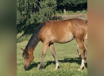 Vollblutaraber, Stute, 2 Jahre, 156 cm, Brauner