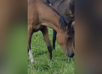 Vollblutaraber, Stute, 2 Jahre, 156 cm, Brauner