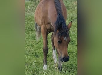 Vollblutaraber, Stute, 2 Jahre, 156 cm, Brauner