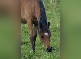 Vollblutaraber, Stute, 2 Jahre, 156 cm, Brauner