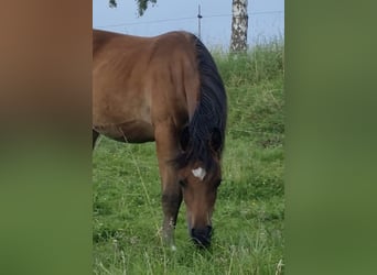 Vollblutaraber, Stute, 2 Jahre, 156 cm, Brauner