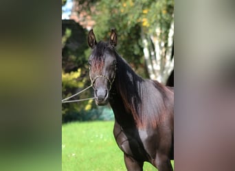 Vollblutaraber, Stute, 2 Jahre, 156 cm, Rappe