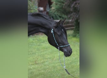 Vollblutaraber, Stute, 2 Jahre, 156 cm, Rappe