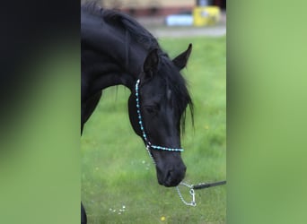 Vollblutaraber, Stute, 2 Jahre, 156 cm, Rappe