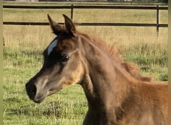 Vollblutaraber, Stute, 2 Jahre, Fuchs