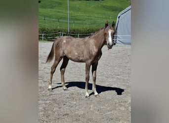 Vollblutaraber, Stute, 2 Jahre, Schimmel
