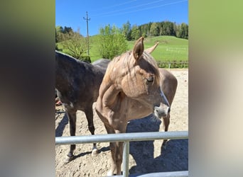 Vollblutaraber, Stute, 2 Jahre, Schimmel