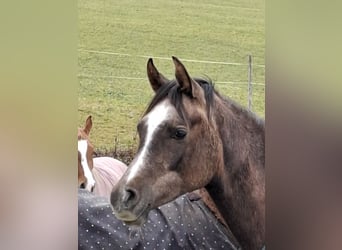 Vollblutaraber, Stute, 2 Jahre, Schimmel