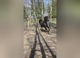 Vollblutaraber, Stute, 2 Jahre, Schwarzbrauner