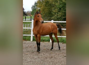 Vollblutaraber, Stute, 3 Jahre, 146 cm, Brauner