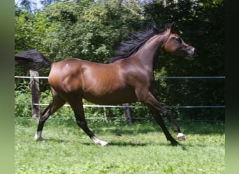 Vollblutaraber, Stute, 3 Jahre, 150 cm, Brauner