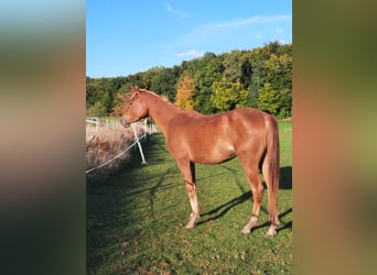 Vollblutaraber, Stute, 3 Jahre, 150 cm, Fuchs